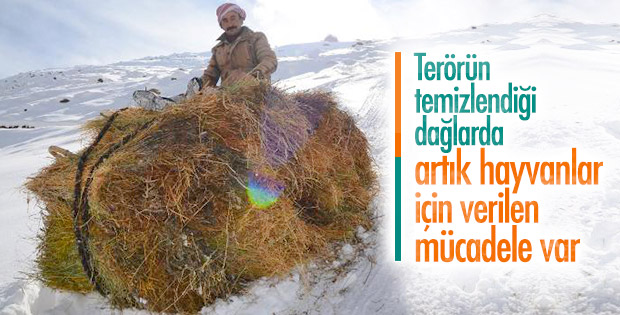 Terörden temizlenen dağlarda hayvancılık yapılıyor