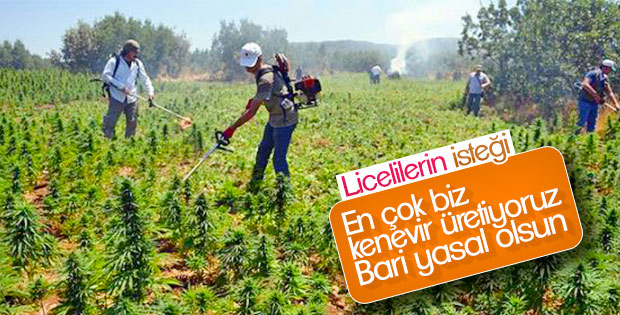 Liceliler kenevir ekmek istiyor