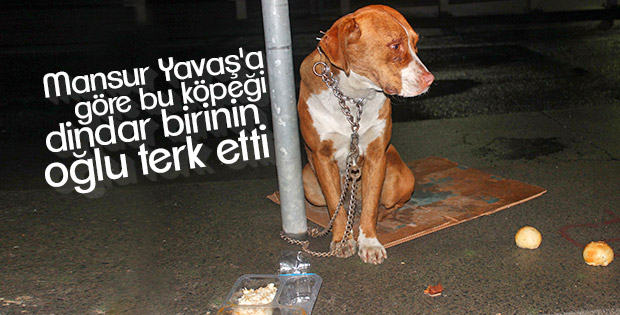 Şişli'de köpeği direğe bağlayarak terk ettiler