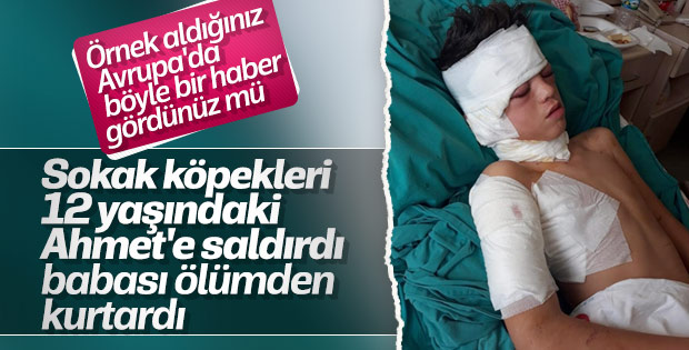 Muğla'da ilkokul öğrencisine köpek saldırdı