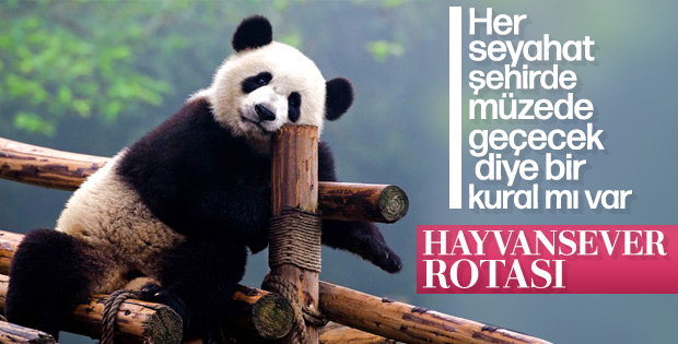 Hayvanseverler için yurt dışı rotaları