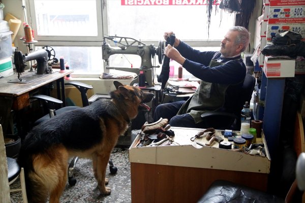 Dükkanını iki köpekle paylaşan ayakkabı tamircisi