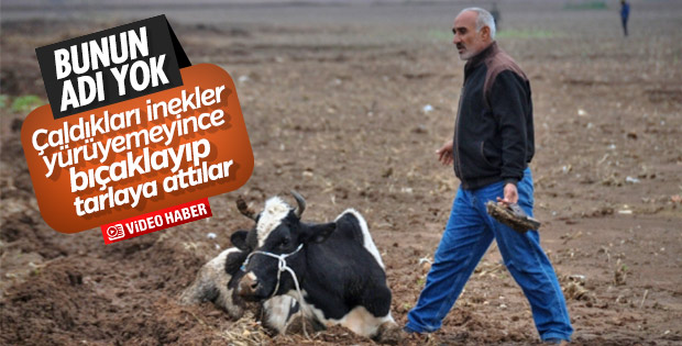 Çaldıkları inekleri bıçakladılar