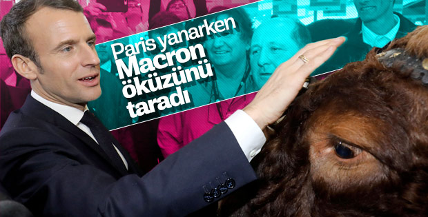 Sarı Yelekliler eylem yaparken Macron öküz sevdi