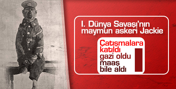 I. Dünya Savaşı hendeklerinde savaşan maymun