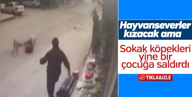 Sakarya'da sokak köpekleri çocuğa saldırdı