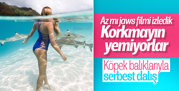 Köpek balıklarıyla serbest yüzeceğin denizler