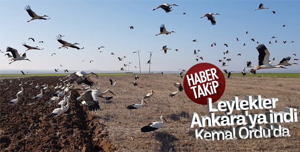 Leylekler Ankara semalarında