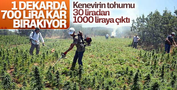 Kenevir tohumu kilo fiyatı 1.000 lira oldu