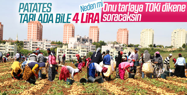 Adana'da patates hasadı başladı