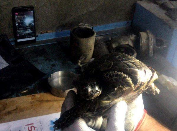 İzmir’de ezilmiş kaplumbağayı, kaportacıda yaşattılar
