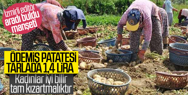 Ödemiş'te patates hasadı başladı