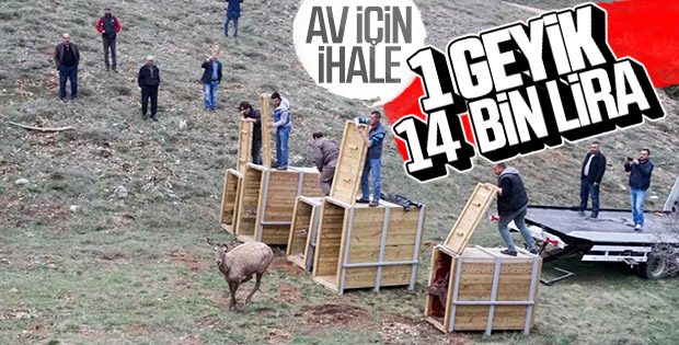 Kızıl geyikler vurulmak için açık artırmayla satışa çıkartıldı