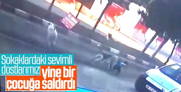 5 yaşındaki çocuğa sokak köpekleri saldırdı