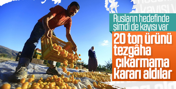 Rusya 20 ton kayısı tezgâha çıkarmama kararı aldı