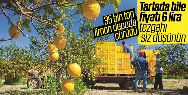 Yağmur yiyen limonlar erken çürüdü