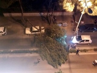 Aydın'da çam ağacı seyir halindeki aracın üstüne devrildi