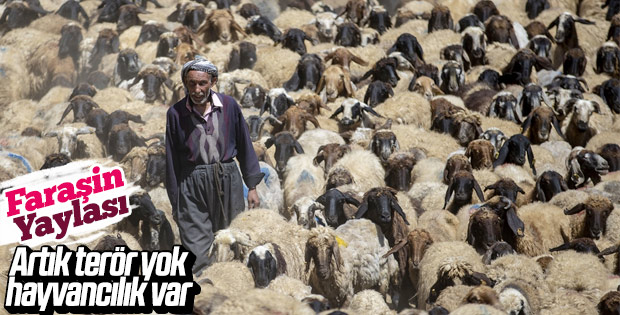 Şırnak yaylalarında göçer hayvanların yoğunluğu