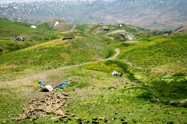 Şırnak yaylalarında göçer hayvanların yoğunluğu 