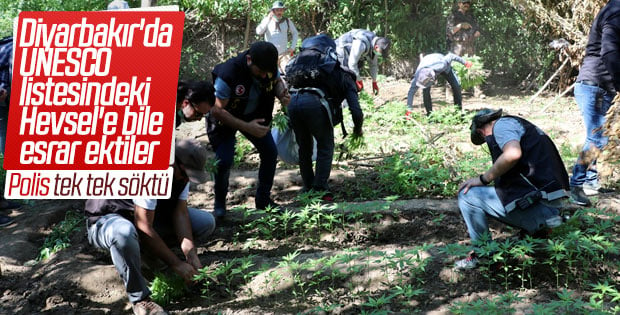 Diyarbakır'da dikili 2 bin kök Hint keneviri yakalandı