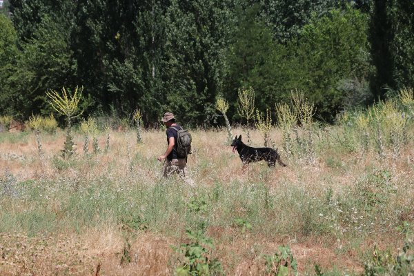 Diyarbakır'da dikili 2 bin kök Hint keneviri yakalandı