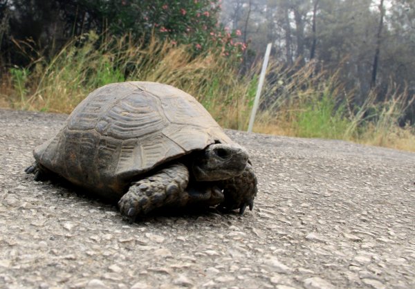 Dalaman'daki yangının boyutu gün ağırınca ortaya çıktı