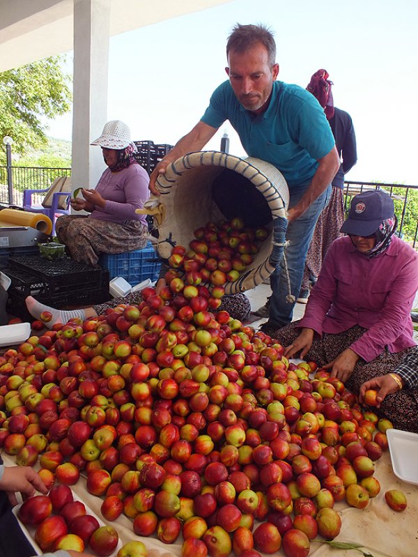 Rusya 20 ton nektarini geri yolladı