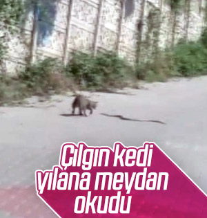 Zonguldak'taki kedinin yılanla kavgası