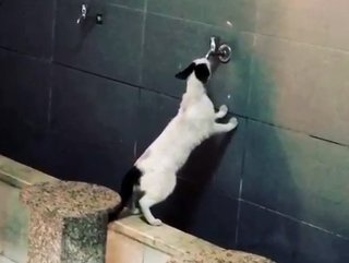 Kedinin akmayan musluktan su içme çabası