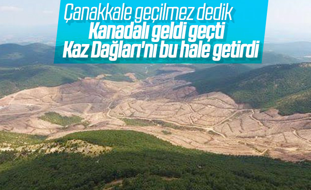 Kaz Dağları'ndaki altın madeni için yapılan ağaç katliamı