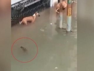 Hindistan'da şehre giren timsah köpeğe saldırdı 