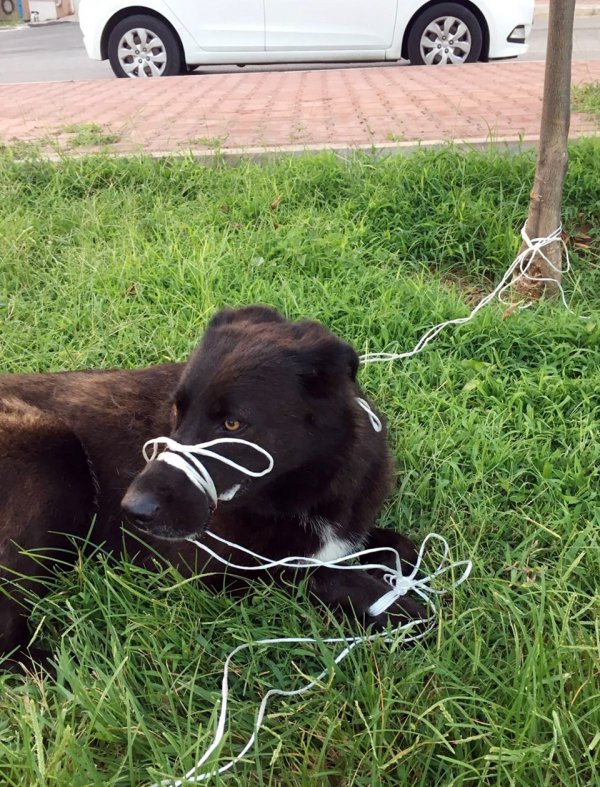 Antalya�da bağlanarak ölüme terk edilen köpek