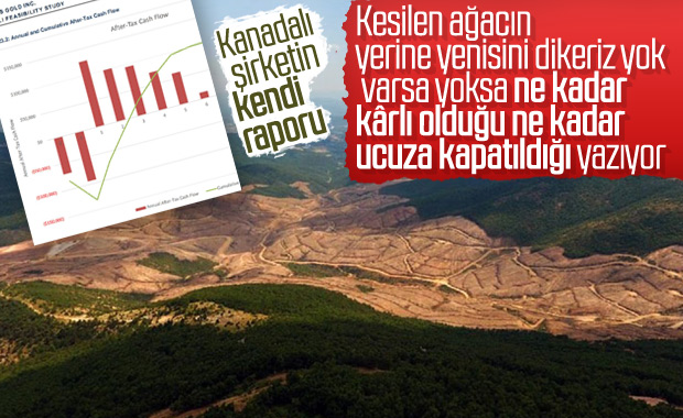 Kanadalı şirketin raporunda ağaç dikme yok