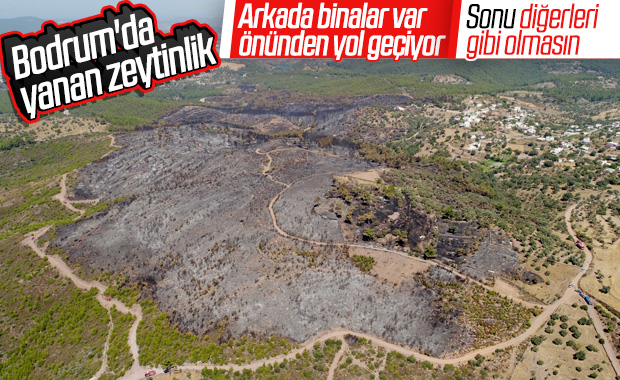 Bodrum'da yanan zeytinlik havadan görüntülendi