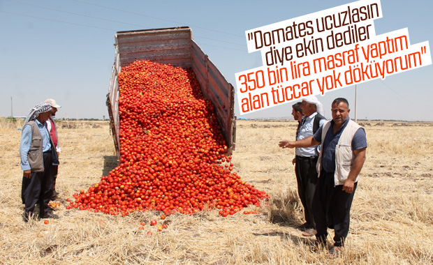 Diyarbakırlı çiftçi domatesini tarlaya döktü