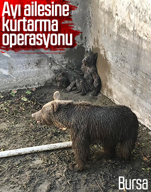 Bursa'da aç kalan ayı ve iki yavrusu için seferber olundu