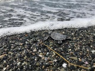 Hatay'da 60 deniz kaplumbağa yavrusu denize bırakıldı 