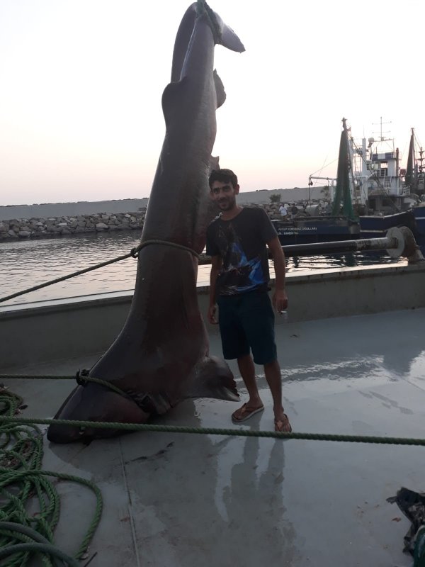 Çanakkale�de 5 metrelik camgöz cinsi köpek balığı bulundu