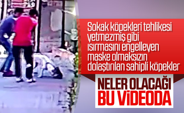 İstanbul'da pitbull cinsi köpek bir kediyi parçaladı