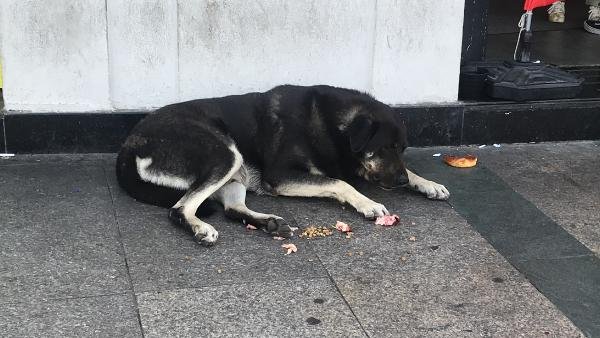 Taksim Deki Sokak Kopegi Iki Kadini Isirdi