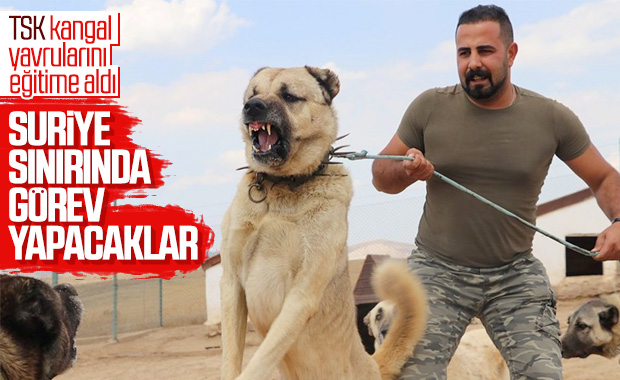 Kangal köpekler şimdi de sınırları koruyacak