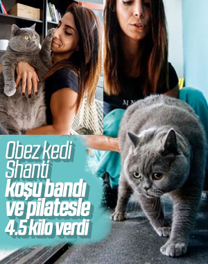 Ankara'da pilatesle zayıflayan obez kedi 