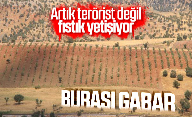 Cudi ve Gabar fıstık bahçeleriyle süslendi