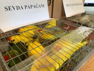Hayvan ticareti operasyonu: 45 papağan ele geçirildi 