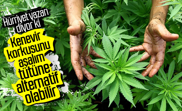 Tütün yetiştiriciliğine alternatif olarak kenevir önerisi