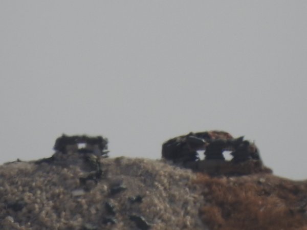 Teröristler Münbiç'in sınırından çekildi