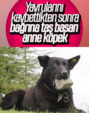 Kocaeli'de yavrularını kaybeden köpek 