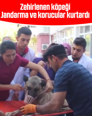 Siirt'te zehirlenen köpek hayvan hastanesine kaldırıldı