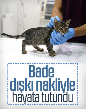 Sokak kedisi Bade'nin hayatı normale döndü