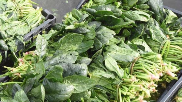 Tekirdağ'da 40 kişi ıspanaktan zehirlendi 